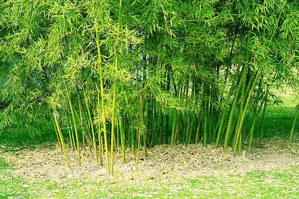 bambus - tropical rain forest flash stock-fotos und bilder