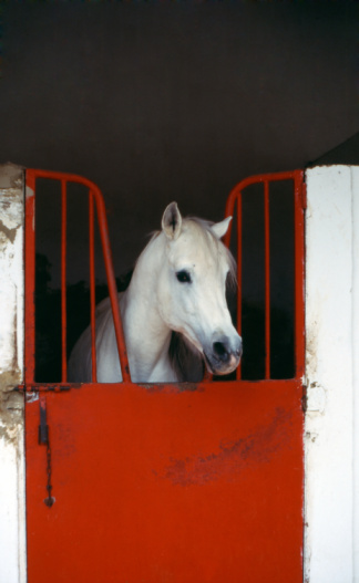 White horse, detail - only head visible out from wooden stables box and table for note