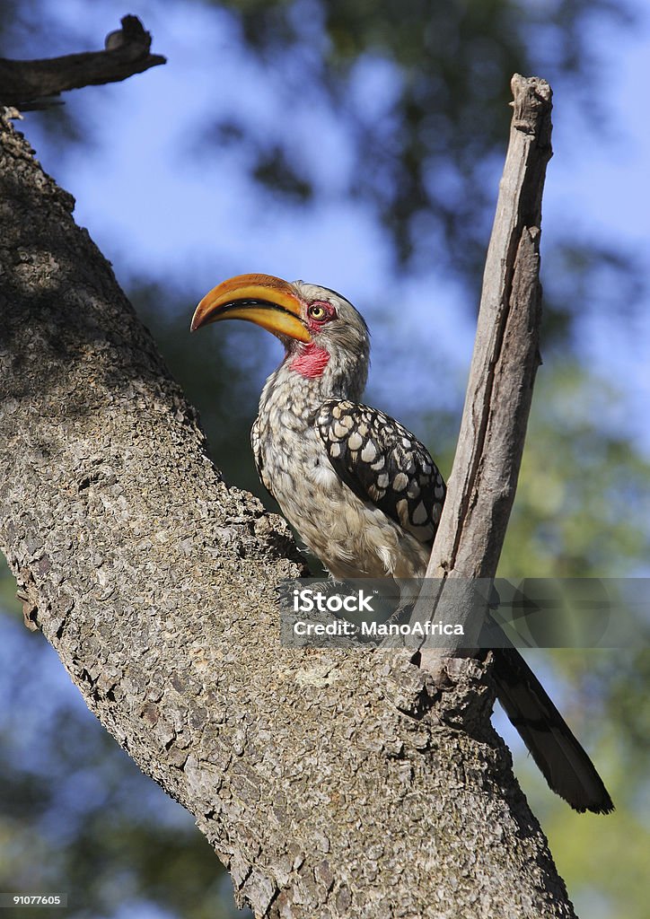 Calau-de-bico-amarelo - Foto de stock de Animal selvagem royalty-free