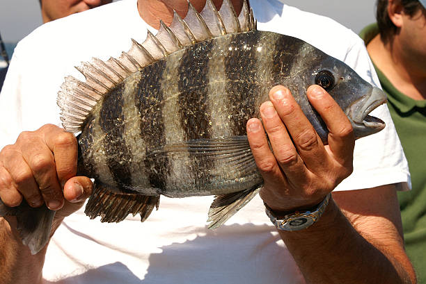 istock Sheepshead Fish Catch of the Day 91077609