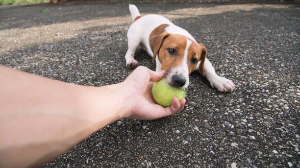 istock Little Jack Russell Terrier dog looking to camera 910778608