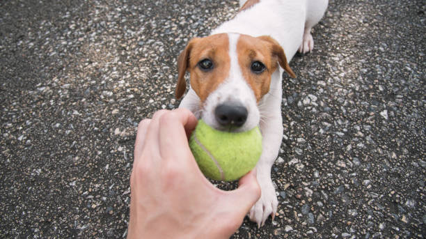 istock Little Jack Russell Terrier dog looking to camera 910778610