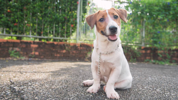 istock Little Jack Russell Terrier dog looking to camera 910778640