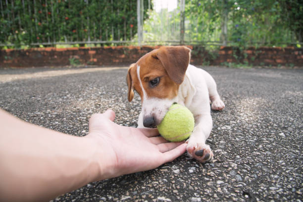 istock Little Jack Russell Terrier dog looking to camera 910778646