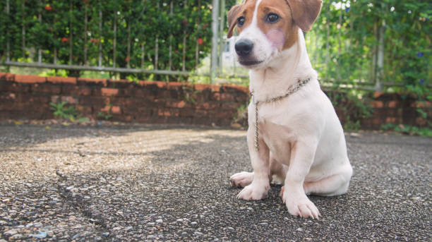 istock Little Jack Russell Terrier dog looking to camera 910778668