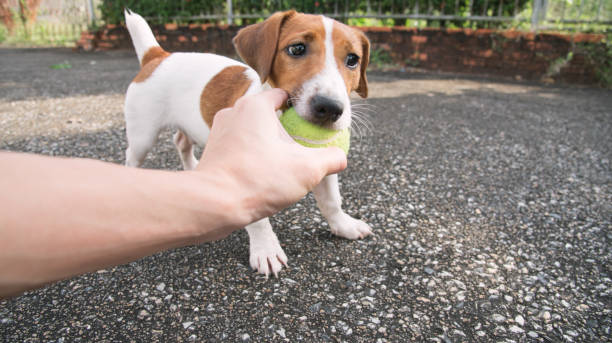 istock Little Jack Russell Terrier dog looking to camera 910778670
