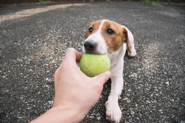 istock Little Jack Russell Terrier dog looking to camera 910778680