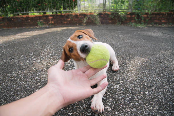istock Little Jack Russell Terrier dog looking to camera 910778682