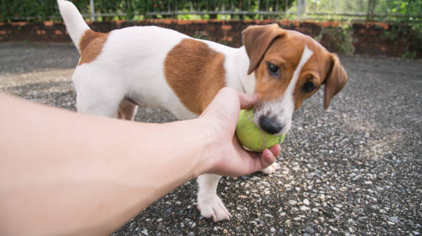 istock Little Jack Russell Terrier dog looking to camera 910778688