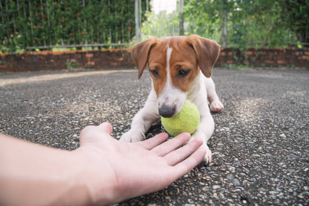istock Little Jack Russell Terrier dog looking to camera 910778694