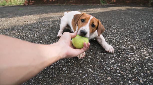 istock Little Jack Russell Terrier dog looking to camera 910778702