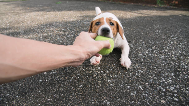 istock Little Jack Russell Terrier dog looking to camera 910778704