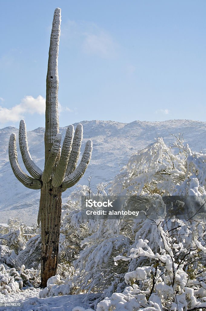 Désert et de Cactus dans la neige - Photo de Arizona libre de droits