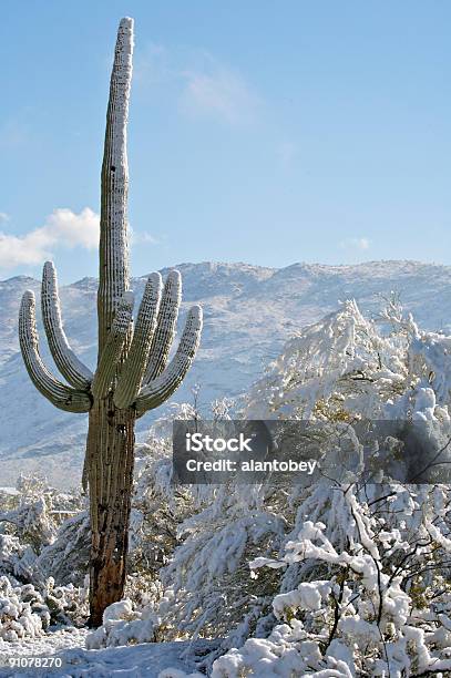 Photo libre de droit de Désert Et De Cactus Dans La Neige banque d'images et plus d'images libres de droit de Arizona - Arizona, Comté de Pima, Désert