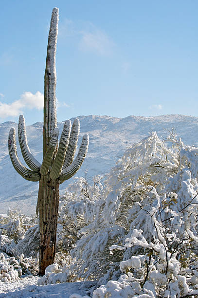 istock Desert and Cactus in the Snow 91078270