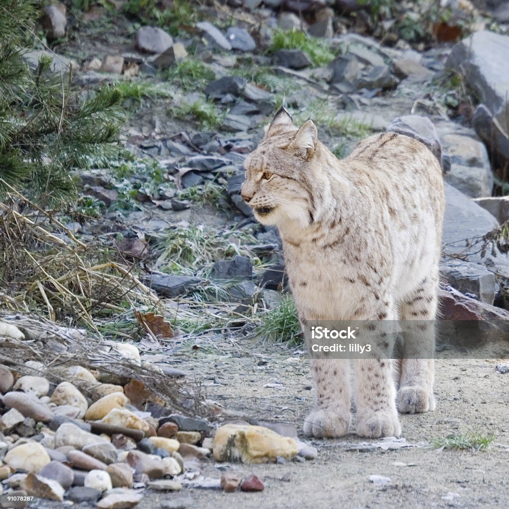 lynx Knurren - Lizenzfrei Abgeschiedenheit Stock-Foto