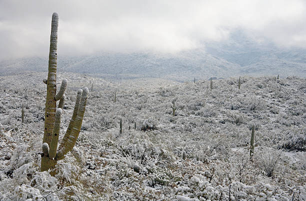 istock Desert and Cactus in the Snow 91078311