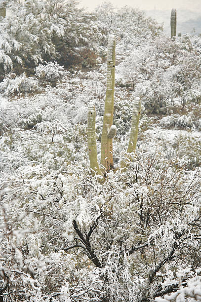 istock Desert and Cactus in the Snow 91078325