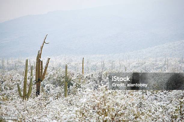 Wüste Und Kaktus In Den Schnee Stockfoto und mehr Bilder von Arizona - Arizona, Bundesstaat Sonora, Farbbild