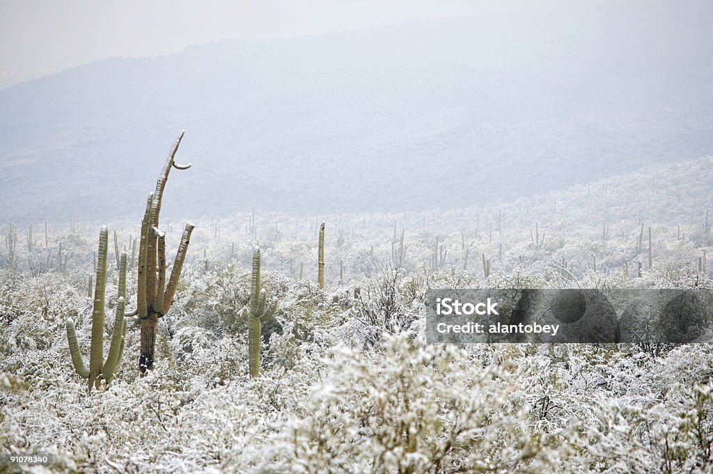 Désert et de Cactus dans la neige - Photo de Arizona libre de droits