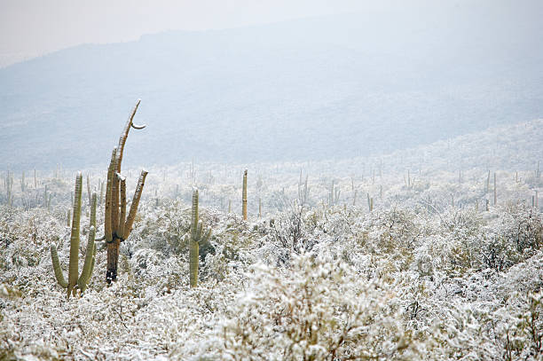 istock Desert and Cactus in the Snow 91078340