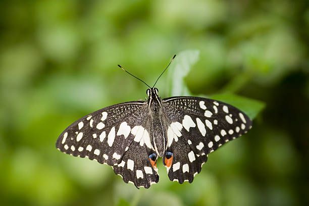 Borboleta - fotografia de stock