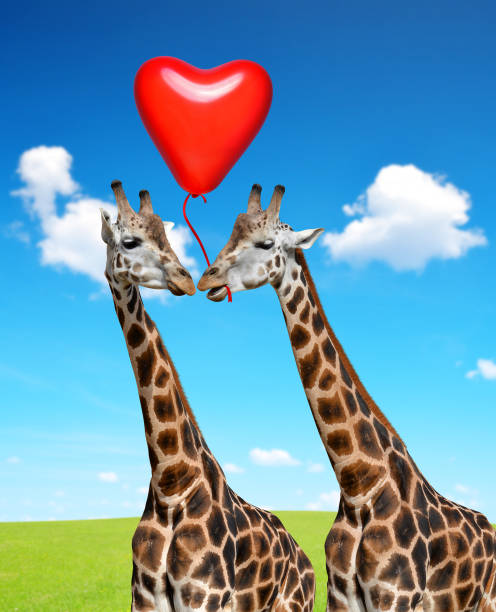 istock Loving giraffes with balloon in the shape heart. 910786562