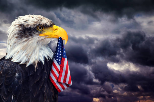 istock Bald Eagle holds in the beak of the US Flag. 910786944