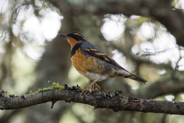 Male Varied Thrush Perched on Tree Branch Closeup Portrait