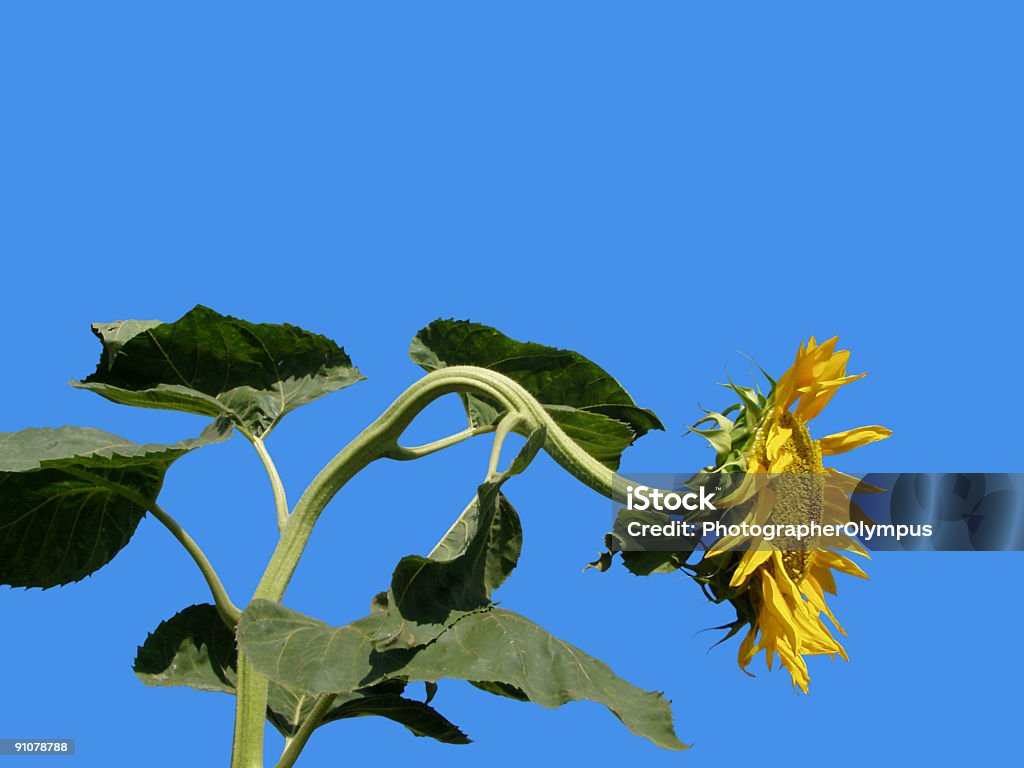 Stary Słonecznik z vivid blue sky - Zbiór zdjęć royalty-free (Główka kwiatu)