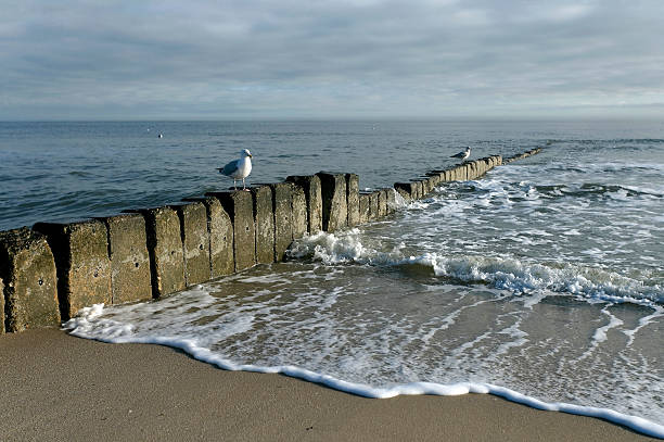 Seagull above the water sticks