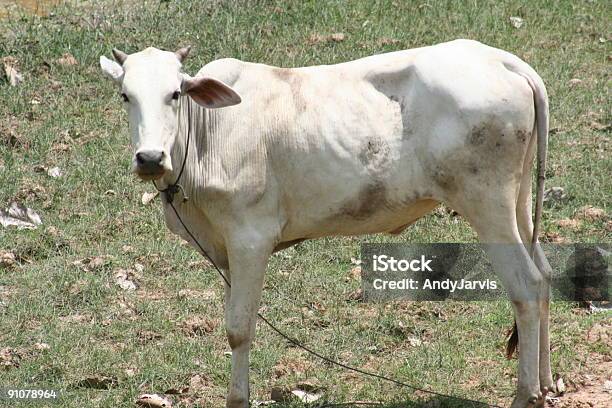 Mucca Skinny - Fotografie stock e altre immagini di Agricoltura - Agricoltura, Ambientazione esterna, Animale