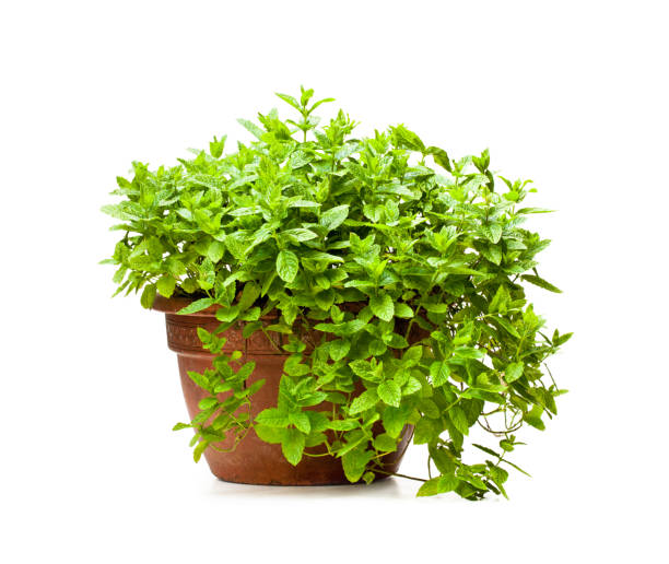 istock Mint  plant in clay pot isolated on white 910790692