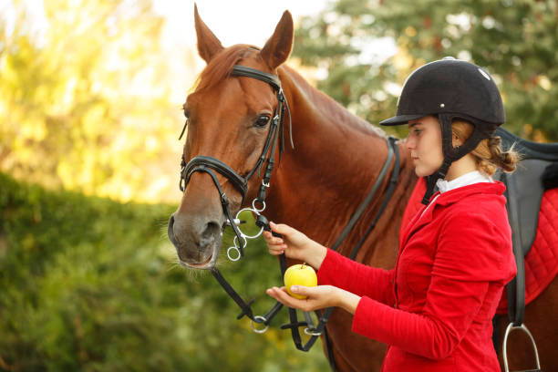 jockey auf pferd mit apple zu füttern - pferdeäpfel stock-fotos und bilder
