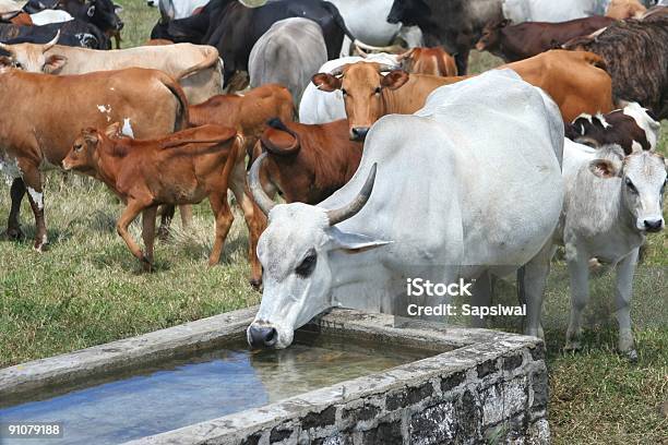 Drinking Water Stock Photo - Download Image Now - Agriculture, Animal, Animal Themes