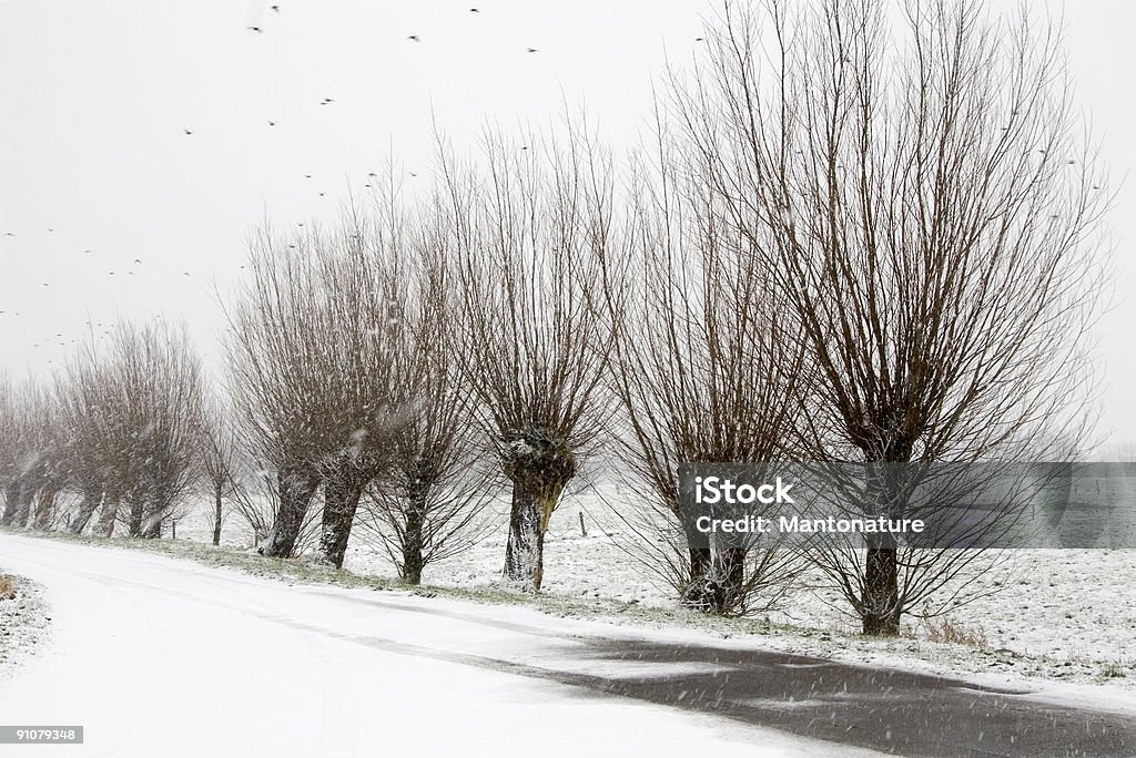 Paisagem holandesa: Pollard-Willows na neve - Foto de stock de Basto royalty-free