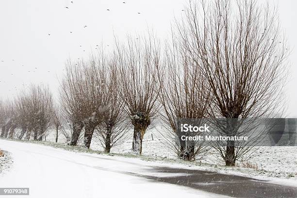 Голландские Пейзаж Поллардwillows На Снегу — стоковые фотографии и другие картинки Без людей - Без людей, Белый, В ряд