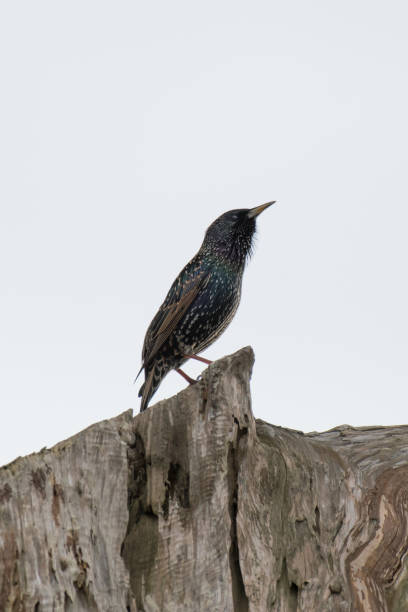 istock European Starling Bird Perched on Tree Stump 910793922