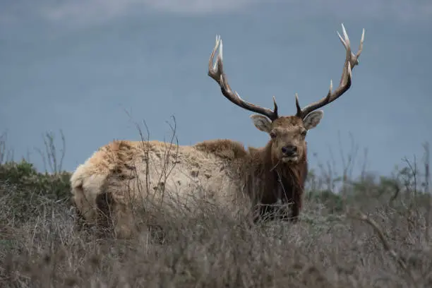 Grown Adult Male Tule Bull Elk with Antlers Feeding/Eating in Coastal Meadow