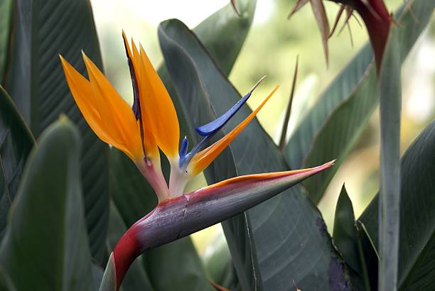 istock Bird of Paradise 91079417