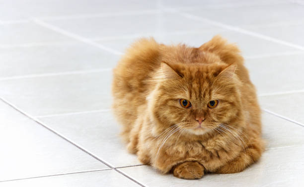 istock Fluffy Ginger cat lying on the tile floor. Close up Red cat. 910794394