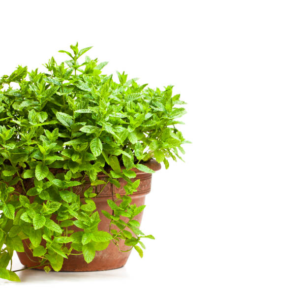 istock Mint  plant in clay pot isolated on white 910794680