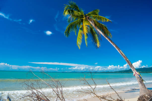 istock Coconut tree and beautiful sky on the beach Thailand 910794974