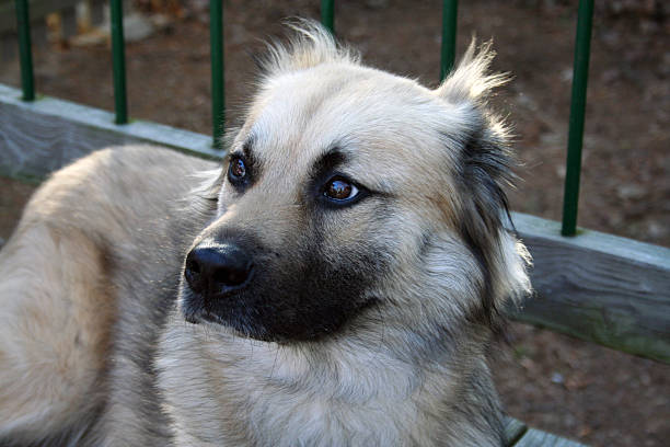 German Shepard Mix Dog stock photo