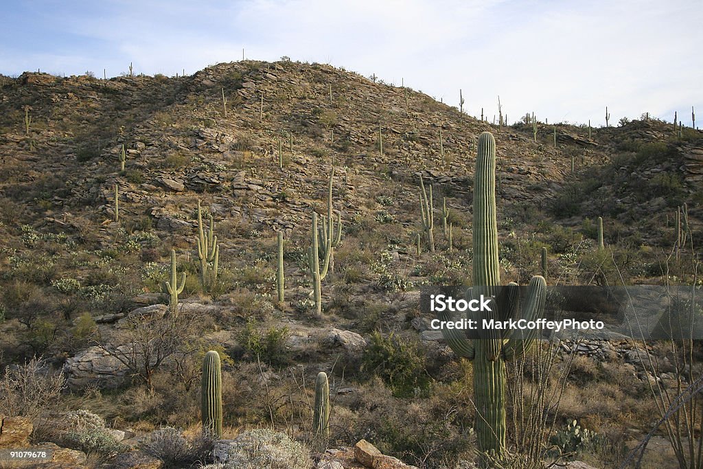 cactus Suguaro - Foto de stock de Afilado libre de derechos