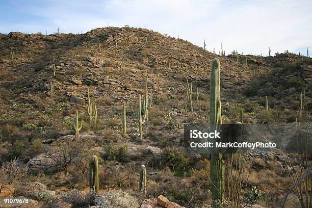 Cactus Suguaro Foto de stock y más banco de imágenes de Afilado - Afilado, Aire libre, Anochecer