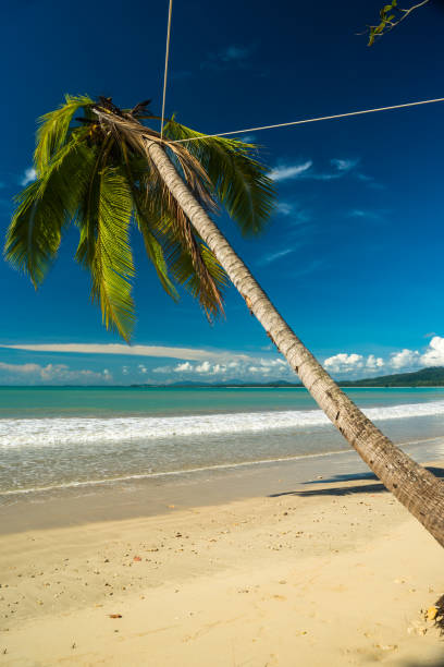istock Coconut tree and beautiful sky on the beach Thailand 910797756