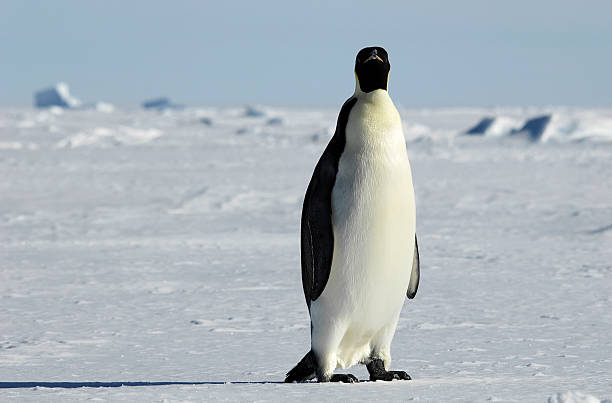 istock Emperor penguin in icescape 91079826