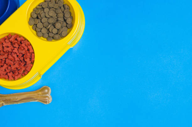 istock Dog food and accessories on blue background top view 910798418