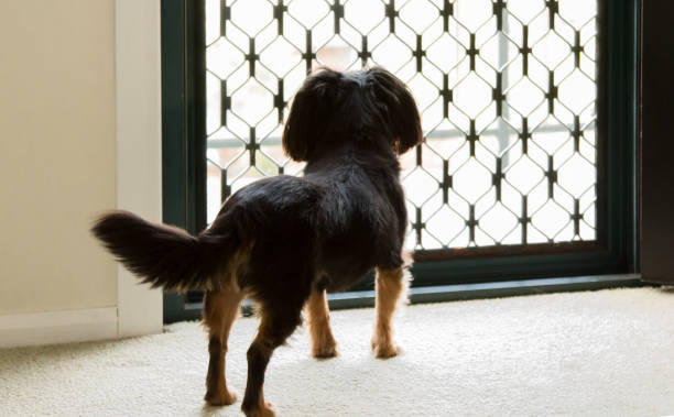 istock Dog waiting for people to arrive 910798522